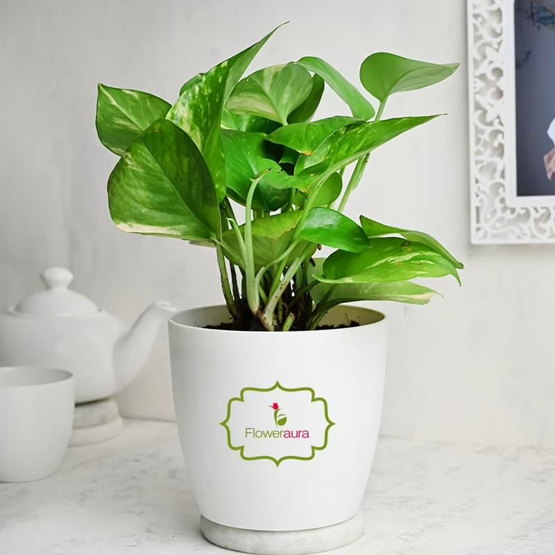 Growing Money Plant
